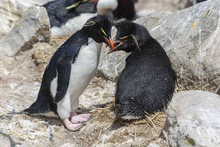 Pingüino Rockhopper - islas Falkland o Malvinas 36.jpg